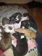Staffordshire Bull Terrier Puppies for sale in Lincoln Park, MI 48146, USA. price: $100