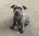 Staffordshire Bull Terrier Puppies for sale in California, PA, USA. price: NA