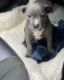 Staffordshire Bull Terrier Puppies for sale in Crystal Ct, Miami, FL 33133, USA. price: NA