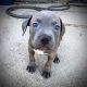 Staffordshire Bull Terrier Puppies for sale in Azusa, CA, USA. price: NA