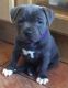 Staffordshire Bull Terrier Puppies for sale in Bradford, UK. price: 620 GBP