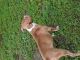 Staffordshire Bull Terrier Puppies for sale in Cape May, NJ 08204, USA. price: $500