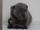 Staffordshire Bull Terrier Puppies for sale in Placentia, CA 92870, USA. price: $611