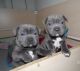 Staffordshire Bull Terrier Puppies for sale in 6501 Eagle Nest Dr, Garland, TX 75044, USA. price: $500