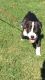 Staffordshire Bull Terrier Puppies for sale in Salinas, CA, USA. price: NA
