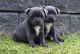 Staffordshire Bull Terrier Puppies for sale in Farmington, NM 87401, USA. price: $700
