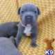 Staffordshire Bull Terrier Puppies for sale in Dallas, TX, USA. price: $700