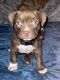 Staffordshire Bull Terrier Puppies for sale in Denver, CO, USA. price: NA