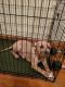 Staffordshire Bull Terrier Puppies for sale in Portsmouth, VA, USA. price: NA