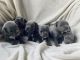 Staffordshire Bull Terrier Puppies for sale in 440 W 114th St, New York, NY 10025, USA. price: NA