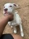 Staffordshire Bull Terrier Puppies for sale in Arlington, TX, USA. price: $300