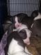 Staffordshire Bull Terrier Puppies for sale in Reno, NV, USA. price: $700
