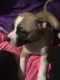 Staffordshire Bull Terrier Puppies for sale in Huntington Station, NY, USA. price: NA