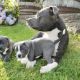 Staffordshire Bull Terrier Puppies for sale in Phoenix, AZ, USA. price: NA