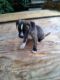 Staffordshire Bull Terrier Puppies for sale in Mars Hill, NC 28754, USA. price: NA