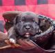 Staffordshire Bull Terrier Puppies for sale in Jeffersonville, KY 40337, USA. price: $1,800