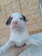 Staffordshire Bull Terrier Puppies for sale in Chula Vista, CA, USA. price: NA
