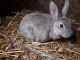 Standard Chinchilla Rabbits for sale in Shelbyville, TN, USA. price: $15