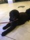 Standard Poodle Puppies for sale in Jennerstown, PA, USA. price: $800