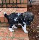 Standard Poodle Puppies for sale in Moultrie, GA, USA. price: $1,800