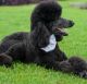 Standard Poodle Puppies for sale in Springhill, LA 71075, USA. price: $600