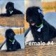 Standard Poodle Puppies for sale in Porterville, CA 93257, USA. price: NA