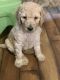 Standard Poodle Puppies for sale in Sterling Heights, MI, USA. price: NA