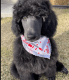 Standard Poodle Puppies for sale in Seminole, OK, USA. price: $1,300