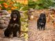 Standard Poodle Puppies for sale in Thousand Oaks, CA 91362, USA. price: NA