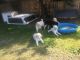 Standard Poodle Puppies for sale in Eaton, OH 45320, USA. price: NA