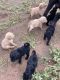 Standard Poodle Puppies for sale in Tucson, AZ, USA. price: $1,000