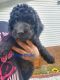 Standard Poodle Puppies for sale in Granite Falls, NC 28630, USA. price: NA