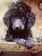 Standard Poodle Puppies for sale in Boise, ID, USA. price: NA