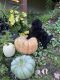 Standard Poodle Puppies for sale in Corning, NY 14830, USA. price: $1