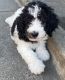Standard Poodle Puppies for sale in Oakland, CA 94601, USA. price: NA