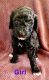 Standard Poodle Puppies for sale in Attalla, AL, USA. price: $1,500