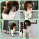 Standard Poodle Puppies for sale in Miami-Dade County, FL, USA. price: NA