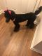 Standard Poodle Puppies for sale in Fairburn, GA, USA. price: $1,500