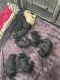 Standard Poodle Puppies for sale in Winton, CA 95388, USA. price: NA