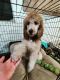 Standard Poodle Puppies for sale in Fairbanks, AK, USA. price: $850
