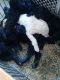 Standard Poodle Puppies for sale in Strongsville, OH, USA. price: $500