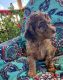 Standard Poodle Puppies for sale in Lytle, TX 78052, USA. price: $1,280