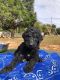 Standard Poodle Puppies for sale in Upton, KY 42784, USA. price: $550