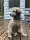 Standard Poodle Puppies for sale in Putnam, CT 06260, USA. price: NA