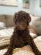 Standard Poodle Puppies for sale in Alton, IL, USA. price: $1,200