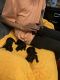 Standard Poodle Puppies for sale in Brooklyn, NY, USA. price: $1
