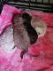 Standard Poodle Puppies for sale in Turtle Lake, WI, USA. price: $600