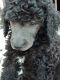 Standard Poodle Puppies for sale in Shelbyville, KY 40065, USA. price: NA