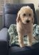Standard Poodle Puppies for sale in Southern California, CA, USA. price: NA