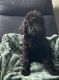 Standard Poodle Puppies for sale in Southern California, CA, USA. price: NA